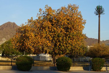 Nisan ayında Ficus benghalensis ağacı ve palmiye ağacı şeklindeki dekoratif anten veya hücresel baz istasyonu Khor Fakkan 'da bulunur. Ficus benghalensis, Ficus indica, banyan, banyan inciri, Hint banyan ağacı..                               