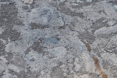 Sphingonotus rubescens Nisan ayında kumlu bir zeminde oturur. Sphingonotus rubescens, bant kanatlı bir çekirge türüdür. Khor Fakkan, Sharjah, Birleşik Arap Emirlikleri.                               