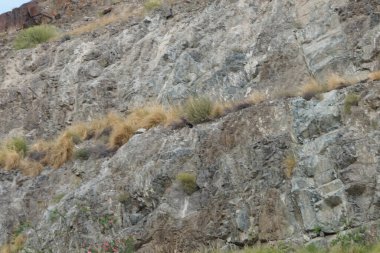 Corvus Nisan ayında Khor Fakkan 'daki dağın yakınında uçan kuşu görkemlendirir. Ev kargası, Corvus splendens, Kızılderili, gri boyunlu, Seylan veya Colombo karga, karga familyasından yaygın bir kuş türüdür. Sharjah, BAE.  