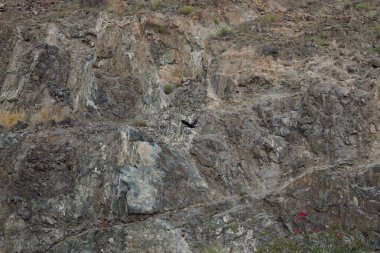 Corvus Nisan ayında Khor Fakkan 'daki dağın yakınında uçan kuşu görkemlendirir. Ev kargası, Corvus splendens, Kızılderili, gri boyunlu, Seylan veya Colombo karga, karga familyasından yaygın bir kuş türüdür. Sharjah, BAE.  