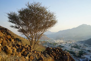 Vachellia tortilis ağacı nisan ayında dağlarda yetişir. Vachellia tortilis (