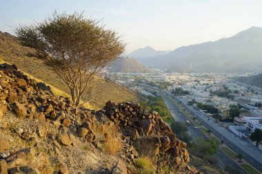 Vachellia tortilis ağacı nisan ayında dağlarda yetişir. Vachellia tortilis (