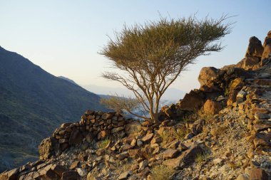 Vachellia tortilis ağacı nisan ayında dağlarda yetişir. Vachellia tortilis (