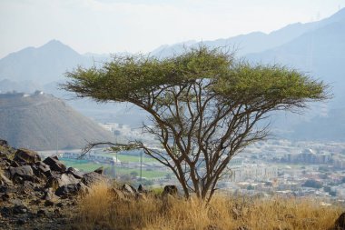 Vachellia tortilis ağacı nisan ayında dağlarda yetişir. Vachellia tortilis (