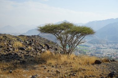 Vachellia tortilis ağacı nisan ayında dağlarda yetişir. Vachellia tortilis (