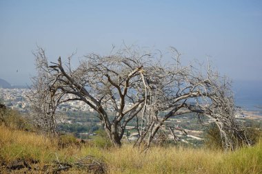 Nisan ayında Vachellia tortilis ağacı dağlardadır. Vachellia tortilis (