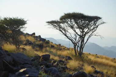 Vachellia tortilis ağaçları Nisan ayında dağlarda yetişir. Vachellia tortilis (