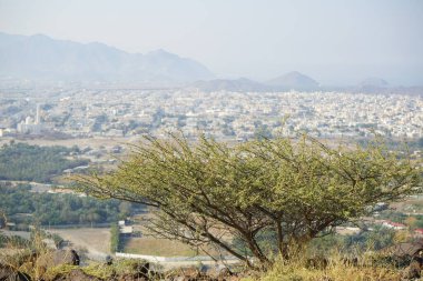 Vachellia tortilis ağacı nisan ayında dağlarda yetişir. Vachellia tortilis (