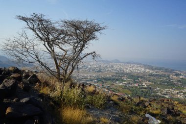Nisan ayında Vachellia tortilis ağacı dağlardadır. Vachellia tortilis (