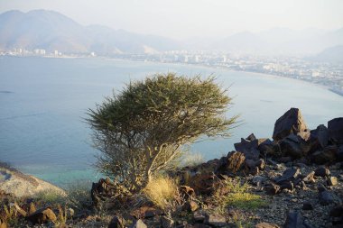 Vachellia tortilis ağacı nisan ayında dağlarda yetişir. Vachellia tortilis (