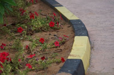 Passer domesticus kuşu Nisan ayında bahçede kırmızı Petunia x atkinsiana çiçeklerinin yanında yerde oturuyordu. Ev serçesi, Passer domesticus, Serçe familyasından bir kuş türü. Khor Fakkan, Sharjah, BAE.                                