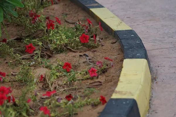 Passer domesticus kuşu Nisan ayında bahçede kırmızı Petunia x atkinsiana çiçeklerinin yanında yerde oturuyordu. Ev serçesi, Passer domesticus, Serçe familyasından bir kuş türü. Khor Fakkan, Sharjah, BAE.                                