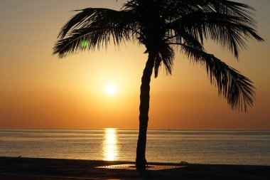 Cocos nucifera palmiyesi Nisan 'da Khor Fakkan' daki Umman Körfezi kıyısında gün doğumunda büyür. Hindistan cevizi ağacı, Cocos nucifera palmiye ağacının bir üyesidir. Şeriat, Birleşik Arap Emirlikleri.                                 