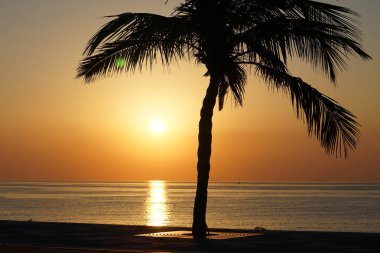 Cocos nucifera palmiyesi Nisan 'da Khor Fakkan' daki Umman Körfezi kıyısında gün doğumunda büyür. Hindistan cevizi ağacı, Cocos nucifera palmiye ağacının bir üyesidir. Şeriat, Birleşik Arap Emirlikleri.                                 