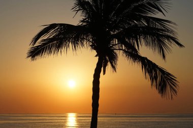 Cocos nucifera palmiyesi Nisan 'da Khor Fakkan' daki Umman Körfezi kıyısında gün doğumunda büyür. Hindistan cevizi ağacı, Cocos nucifera palmiye ağacının bir üyesidir. Şeriat, Birleşik Arap Emirlikleri.                                 