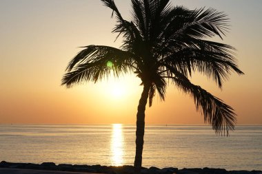 Cocos nucifera palmiyesi Nisan 'da Khor Fakkan' daki Umman Körfezi kıyısında gün doğumunda büyür. Hindistan cevizi ağacı, Cocos nucifera palmiye ağacının bir üyesidir. Şeriat, Birleşik Arap Emirlikleri.                                 