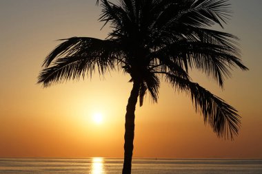 Cocos nucifera palmiyesi Nisan 'da Khor Fakkan' daki Umman Körfezi kıyısında gün doğumunda büyür. Hindistan cevizi ağacı, Cocos nucifera palmiye ağacının bir üyesidir. Şeriat, Birleşik Arap Emirlikleri.                                 