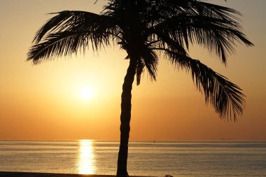 Cocos nucifera palmiyesi Nisan 'da Khor Fakkan' daki Umman Körfezi kıyısında gün doğumunda büyür. Hindistan cevizi ağacı, Cocos nucifera palmiye ağacının bir üyesidir. Şeriat, Birleşik Arap Emirlikleri.                                 