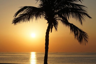 Cocos nucifera palmiyesi Nisan 'da Khor Fakkan' daki Umman Körfezi kıyısında gün doğumunda büyür. Hindistan cevizi ağacı, Cocos nucifera palmiye ağacının bir üyesidir. Şeriat, Birleşik Arap Emirlikleri.                                 