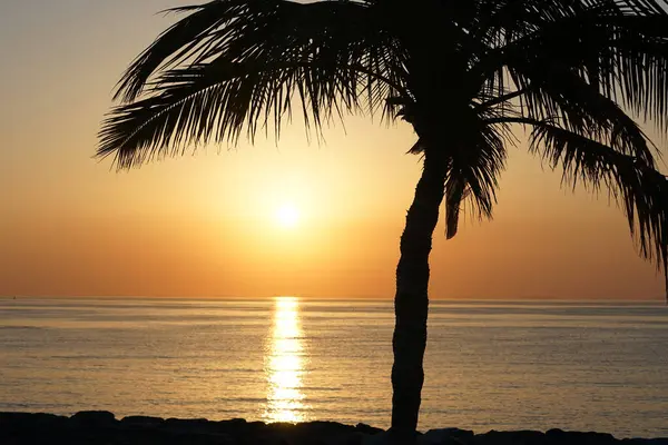 Cocos nucifera palmiyesi Nisan 'da Khor Fakkan' daki Umman Körfezi kıyısında gün doğumunda büyür. Hindistan cevizi ağacı, Cocos nucifera palmiye ağacının bir üyesidir. Şeriat, Birleşik Arap Emirlikleri.                                 