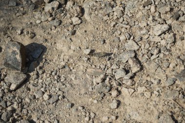 Sphingonotus rubescens Nisan ayında taşlı bir zeminde oturur. Sphingonotus rubescens, bant kanatlı bir çekirge türüdür. Khor Fakkan, Sharjah, Birleşik Arap Emirlikleri.   