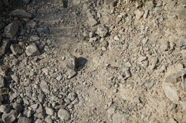 Sphingonotus rubescens Nisan ayında taşlı bir zeminde oturur. Sphingonotus rubescens, bant kanatlı bir çekirge türüdür. Khor Fakkan, Sharjah, Birleşik Arap Emirlikleri.   