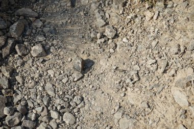 Sphingonotus rubescens Nisan ayında taşlı bir zeminde oturur. Sphingonotus rubescens, bant kanatlı bir çekirge türüdür. Khor Fakkan, Sharjah, Birleşik Arap Emirlikleri.   
