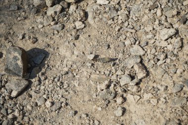 Sphingonotus rubescens Nisan ayında taşlı bir zeminde oturur. Sphingonotus rubescens, bant kanatlı bir çekirge türüdür. Khor Fakkan, Sharjah, Birleşik Arap Emirlikleri.   