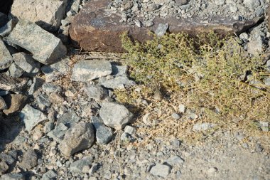 Sphingonotus rubescens Nisan ayında taşlı bir zeminde oturur. Sphingonotus rubescens, bant kanatlı bir çekirge türüdür. Khor Fakkan, Sharjah, Birleşik Arap Emirlikleri.   