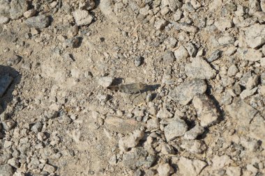 Sphingonotus rubescens Nisan ayında taşlı bir zeminde oturur. Sphingonotus rubescens, bant kanatlı bir çekirge türüdür. Khor Fakkan, Sharjah, Birleşik Arap Emirlikleri.                                  