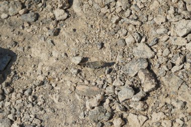 Sphingonotus rubescens Nisan ayında taşlı bir zeminde oturur. Sphingonotus rubescens, bant kanatlı bir çekirge türüdür. Khor Fakkan, Sharjah, Birleşik Arap Emirlikleri.                                  
