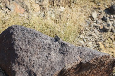 Sphingonotus rubescens Nisan ayında taşlı bir zeminde oturur. Sphingonotus rubescens, bant kanatlı bir çekirge türüdür. Khor Fakkan, Sharjah, Birleşik Arap Emirlikleri.                                  