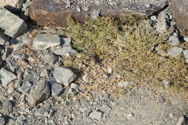Sphingonotus rubescens Nisan ayında taşlı bir zeminde oturur. Sphingonotus rubescens, bant kanatlı bir çekirge türüdür. Khor Fakkan, Sharjah, Birleşik Arap Emirlikleri.                                  