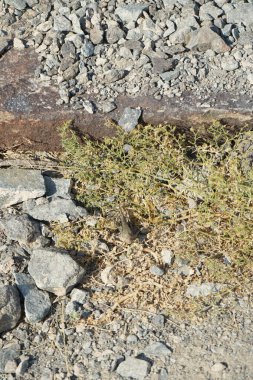 Sphingonotus rubescens Nisan ayında taşlı bir zeminde oturur. Sphingonotus rubescens, bant kanatlı bir çekirge türüdür. Khor Fakkan, Sharjah, Birleşik Arap Emirlikleri.                                  