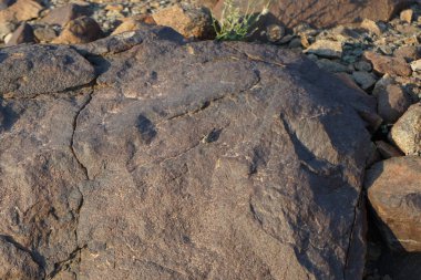 Sphingonotus rubescens Nisan ayında taşlı bir zeminde oturur. Sphingonotus rubescens, bant kanatlı bir çekirge türüdür. Khor Fakkan, Sharjah, Birleşik Arap Emirlikleri.                                  
