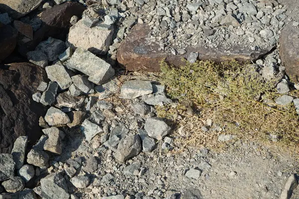 Sphingonotus rubescens Nisan ayında taşlı bir zeminde oturur. Sphingonotus rubescens, bant kanatlı bir çekirge türüdür. Khor Fakkan, Sharjah, Birleşik Arap Emirlikleri.   