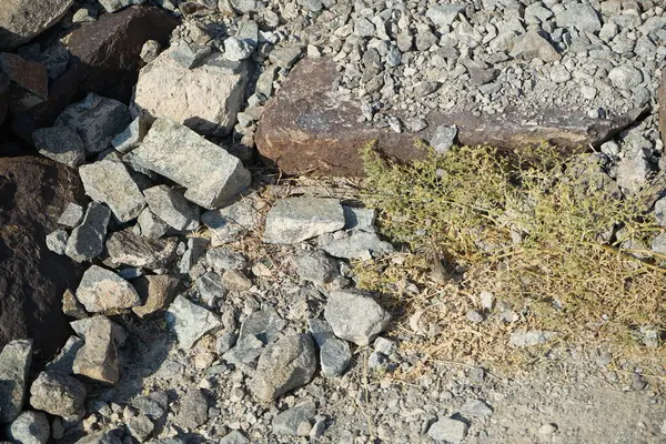 Sphingonotus rubescens Nisan ayında taşlı bir zeminde oturur. Sphingonotus rubescens, bant kanatlı bir çekirge türüdür. Khor Fakkan, Sharjah, Birleşik Arap Emirlikleri.   