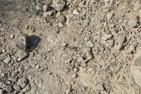 Sphingonotus rubescens Nisan ayında taşlı bir zeminde oturur. Sphingonotus rubescens, bant kanatlı bir çekirge türüdür. Khor Fakkan, Sharjah, Birleşik Arap Emirlikleri.                                  