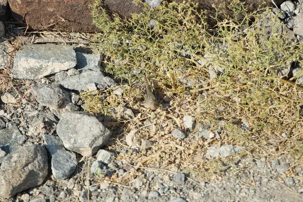 Sphingonotus rubescens Nisan ayında taşlı bir zeminde oturur. Sphingonotus rubescens, bant kanatlı bir çekirge türüdür. Khor Fakkan, Sharjah, Birleşik Arap Emirlikleri.                                  