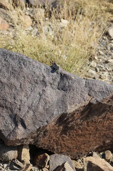 Sphingonotus rubescens Nisan ayında taşlı bir zeminde oturur. Sphingonotus rubescens, bant kanatlı bir çekirge türüdür. Khor Fakkan, Sharjah, Birleşik Arap Emirlikleri.                                  
