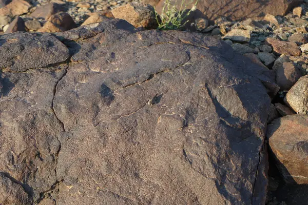 Sphingonotus rubescens Nisan ayında taşlı bir zeminde oturur. Sphingonotus rubescens, bant kanatlı bir çekirge türüdür. Khor Fakkan, Sharjah, Birleşik Arap Emirlikleri.                                  