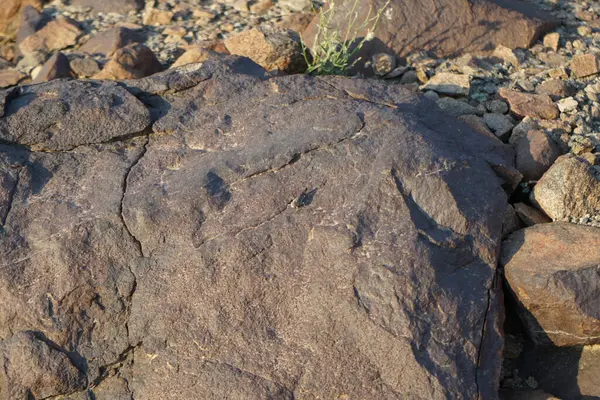 Sphingonotus rubescens Nisan ayında taşlı bir zeminde oturur. Sphingonotus rubescens, bant kanatlı bir çekirge türüdür. Khor Fakkan, Sharjah, Birleşik Arap Emirlikleri.                                  