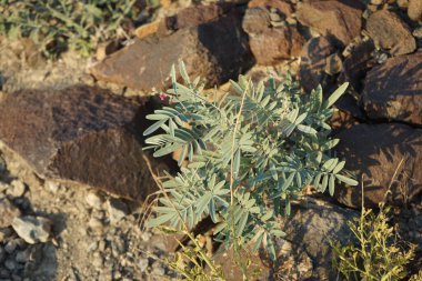 Tephrosia purpurea subsp. Nisan ayında apollinea mor çiçeklerle çiçek açar. Tephrosia purpurea, Fabaceae familyasından bir çıngıraklı yılan türü. Khor Fakkan, Sharjah, Birleşik Arap Emirlikleri. 