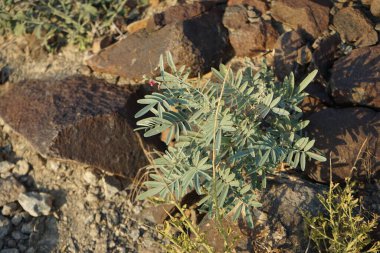 Tephrosia purpurea subsp. Nisan ayında apollinea mor çiçeklerle çiçek açar. Tephrosia purpurea, Fabaceae familyasından bir çıngıraklı yılan türü. Khor Fakkan, Sharjah, Birleşik Arap Emirlikleri. 
