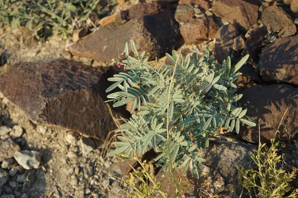 Tephrosia purpurea subsp. Nisan ayında apollinea mor çiçeklerle çiçek açar. Tephrosia purpurea, Fabaceae familyasından bir çıngıraklı yılan türü. Khor Fakkan, Sharjah, Birleşik Arap Emirlikleri. 
