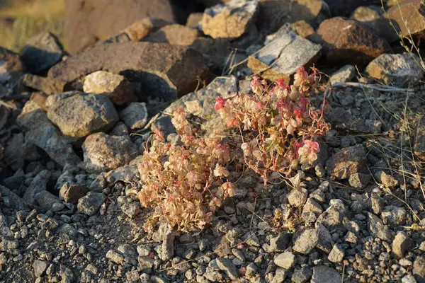 Rumex Vesicarius Nisan 'da vahşi doğada çiçek açar. Rumex vesicarius, ya da Ruby dock, Polygonaceae familyasından bir bitki türü. Khor Fakkan, Sharjah, BAE.