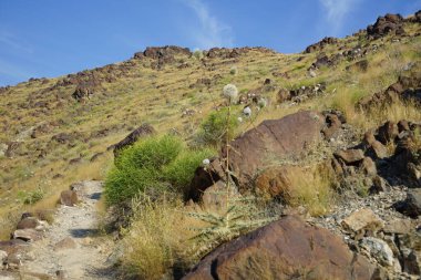Echinops spinosissimus turra Nisan ayında vahşi doğada çiçek açar. Echinops spinosissimus, Asteraceae familyasından bir bitki türü. Khor Fakkan, Sharjah, BAE. 