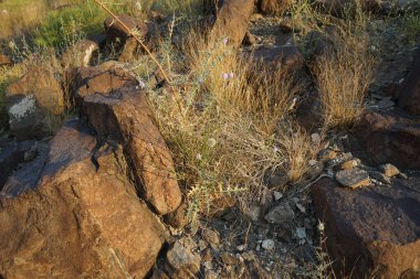 Echinops spinosissimus Turra ve Lavandula subnuda Benth Nisan ayında vahşi doğada çiçek açarlar. Echinops spinosissimus, Asteraceae familyasından bir bitki türü. Khor Fakkan, Sharjah, BAE.