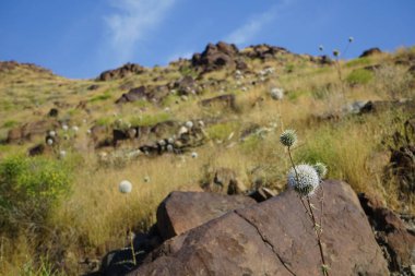 Echinops spinosissimus turra Nisan ayında vahşi doğada çiçek açar. Echinops spinosissimus, Asteraceae familyasından bir bitki türü. Khor Fakkan, Sharjah, BAE. 