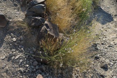 Lavandula subnuda Benth doğada nisan ayında çiçek açar. Lavandula bipinnata var. Subnuda Benth ya da Kuntze, naneli şeker familyasından bir bitki türüdür. Khor Fakkan, Sharjah, BAE.